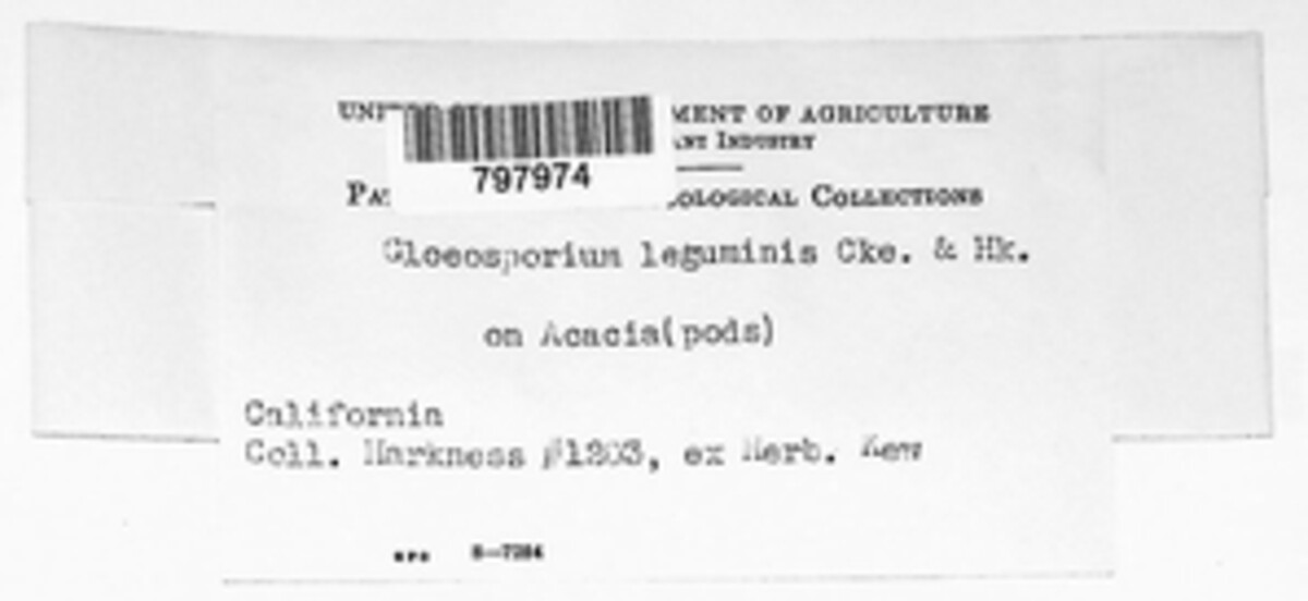 Colletotrichum leguminis image